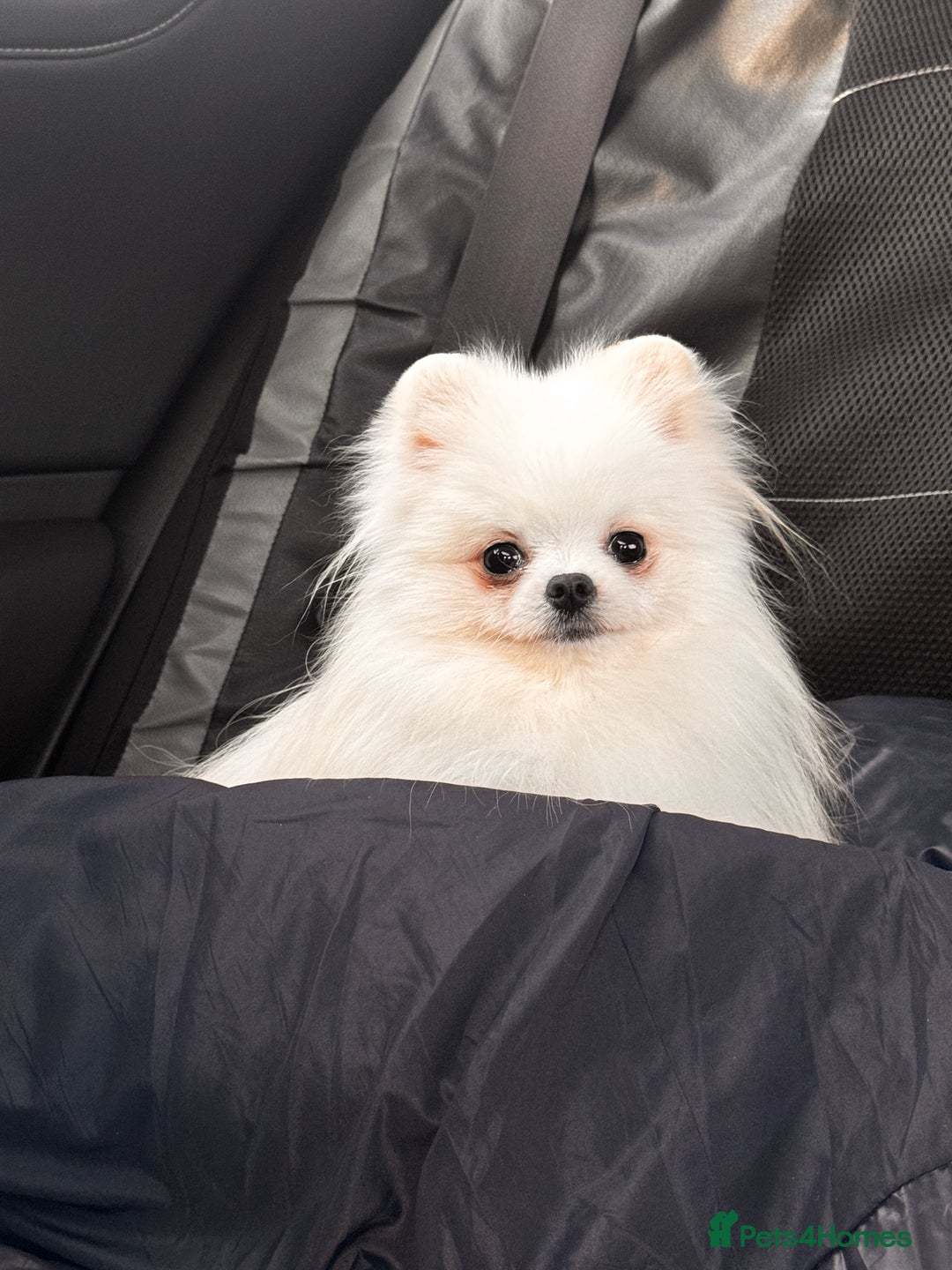 Pomeranian dogs for sale: Adorable white his name Biscuit  - Advert 2