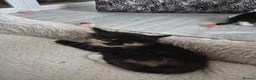 Norwegian Forest Cat cats for sale: Gorgeous norwegian forest kittens - Advert 9