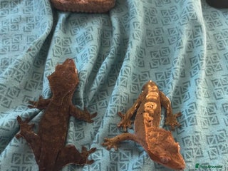 Gecko reptiles crested gecko full set up male and female - Advert 1
