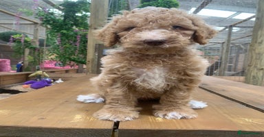 Bernedoodle dogs - Advert 12