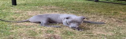 Whippet dogs for sale: Male whippet pup  - Advert 7