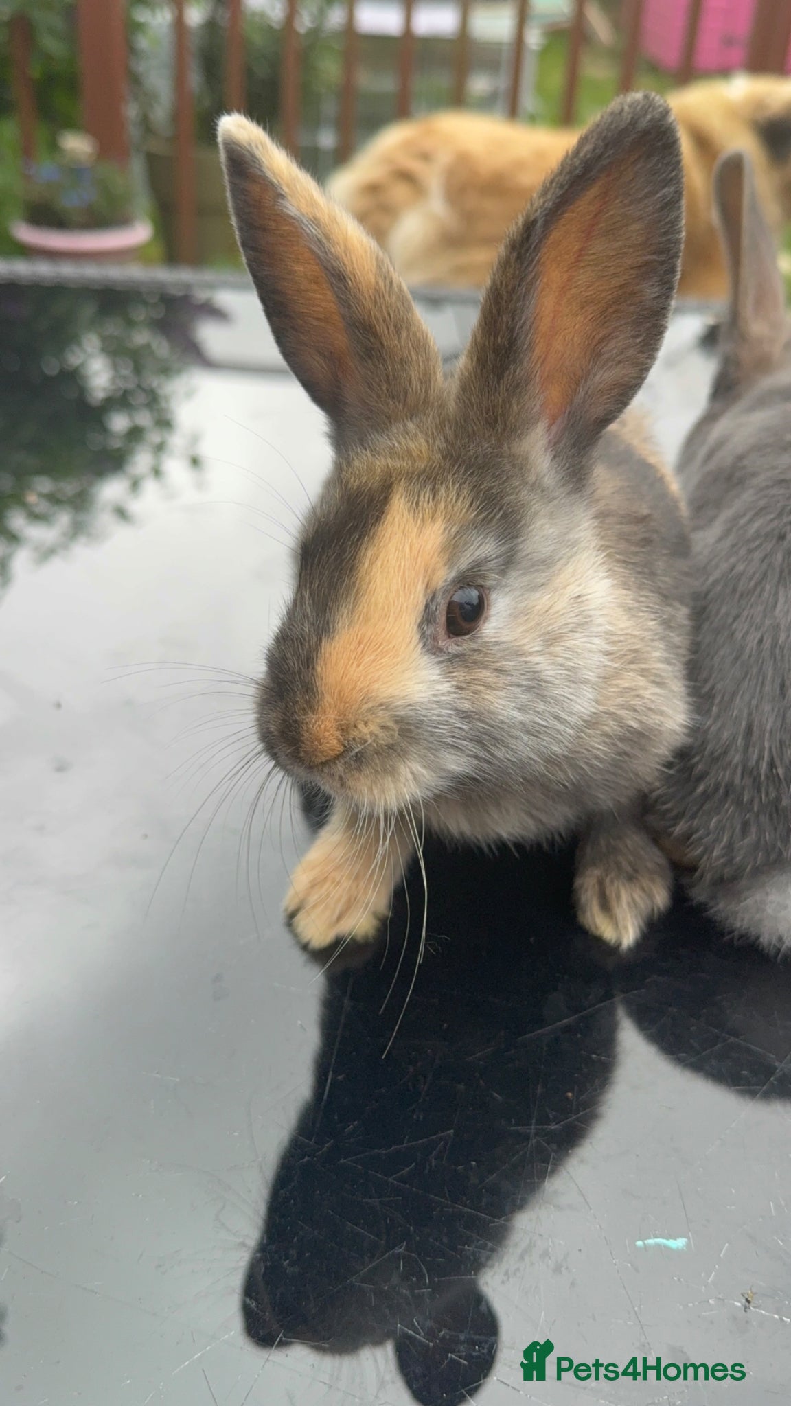 Mixed Breed rabbits 7 baby rabbis for sale  - Advert 2