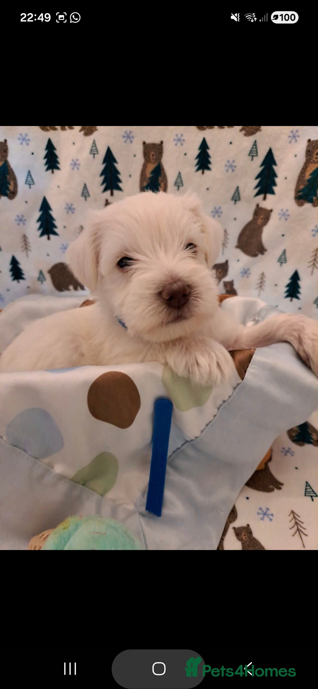 Miniature Schnauzer dogs for sale: RARE Kc USA toy schnauzer  - Advert 3