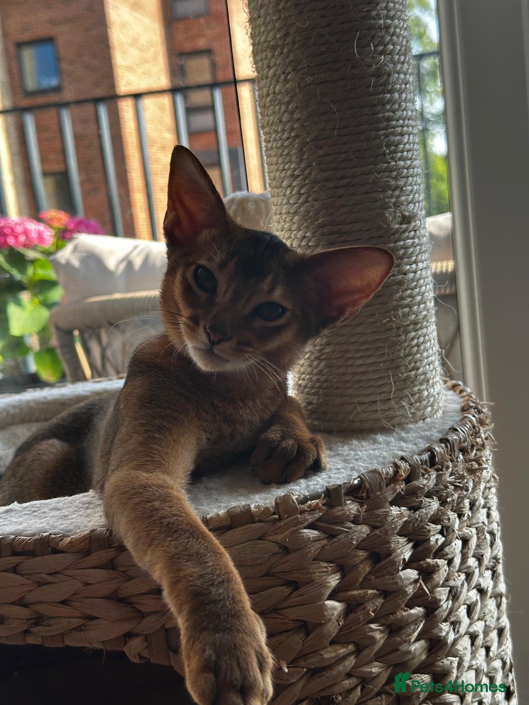 Abyssinian cats for sale: Beautiful Pure Abyssinian Kitten Boy - Image 27
