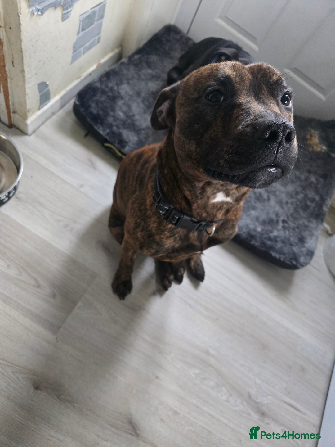 Staffordshire Bull Terrier dogs for sale: 3 year old staff - Advert 2