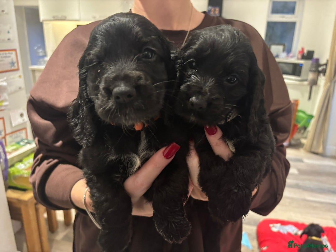 Cocker Spaniel dogs for sale:  4 Beautiful Cocker Spaniel Girls 🐶 - Image 21
