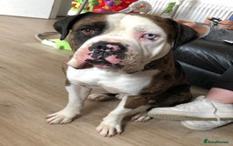 Mixed Breed dogs for sale: 4 beautiful puppies available  - Image 10