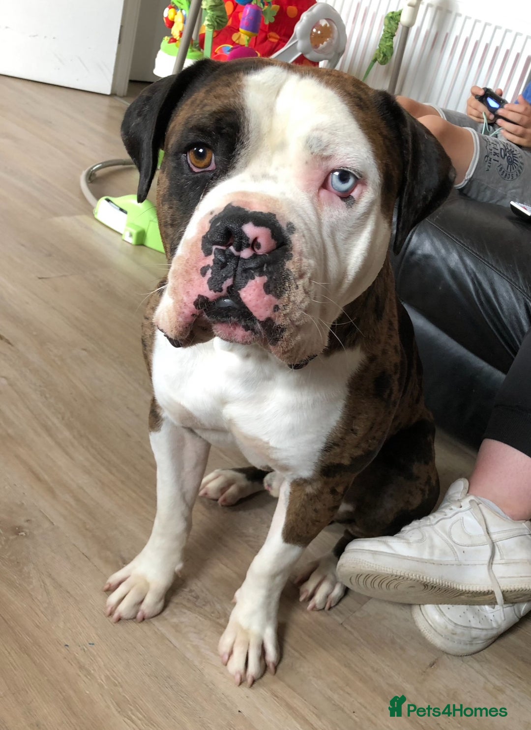 Mixed Breed dogs for sale: 4 beautiful puppies available  - Image 10