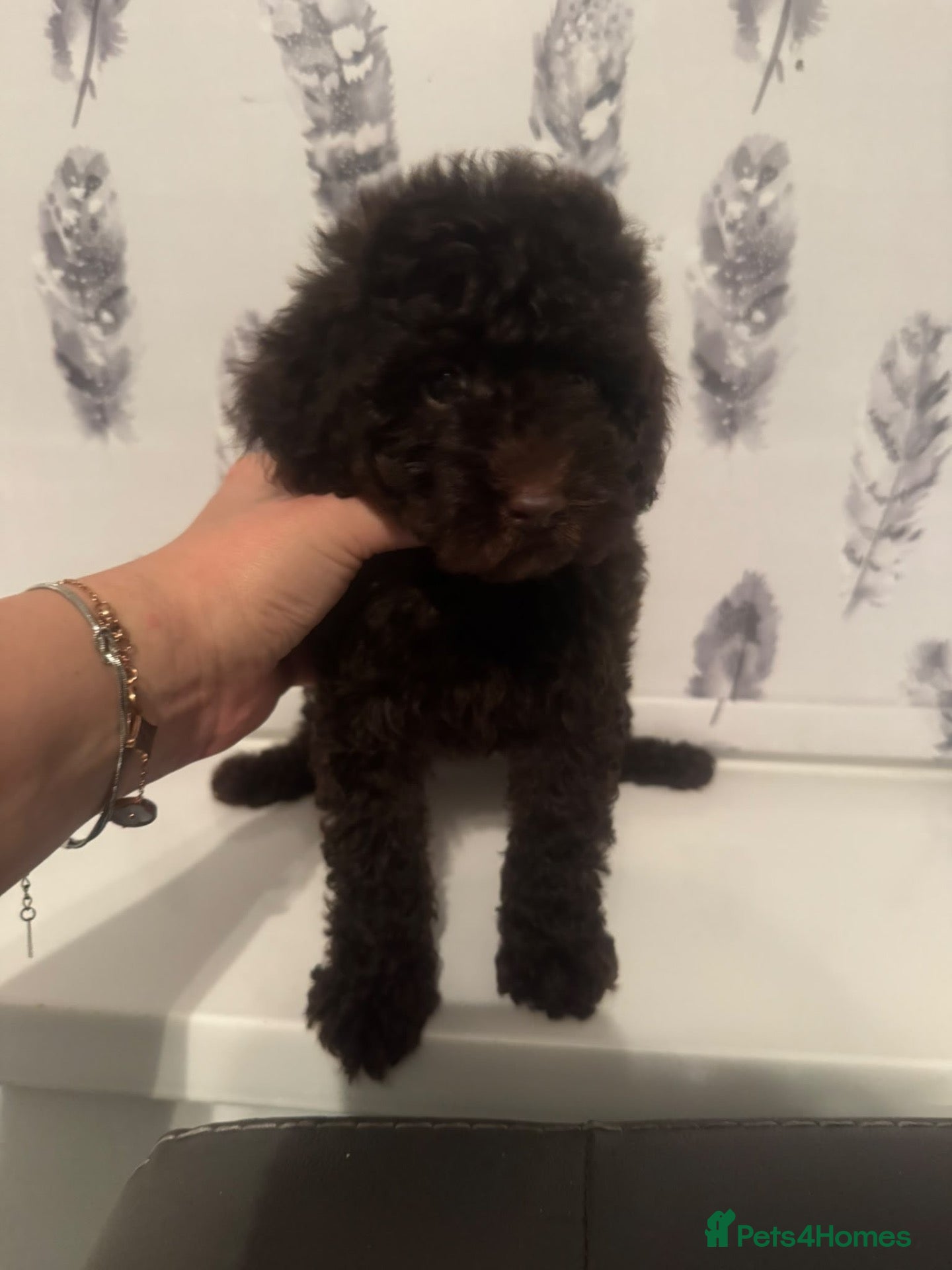 Miniature Poodle dogs  black mini poodle 🩵 ready now  - Advert 4