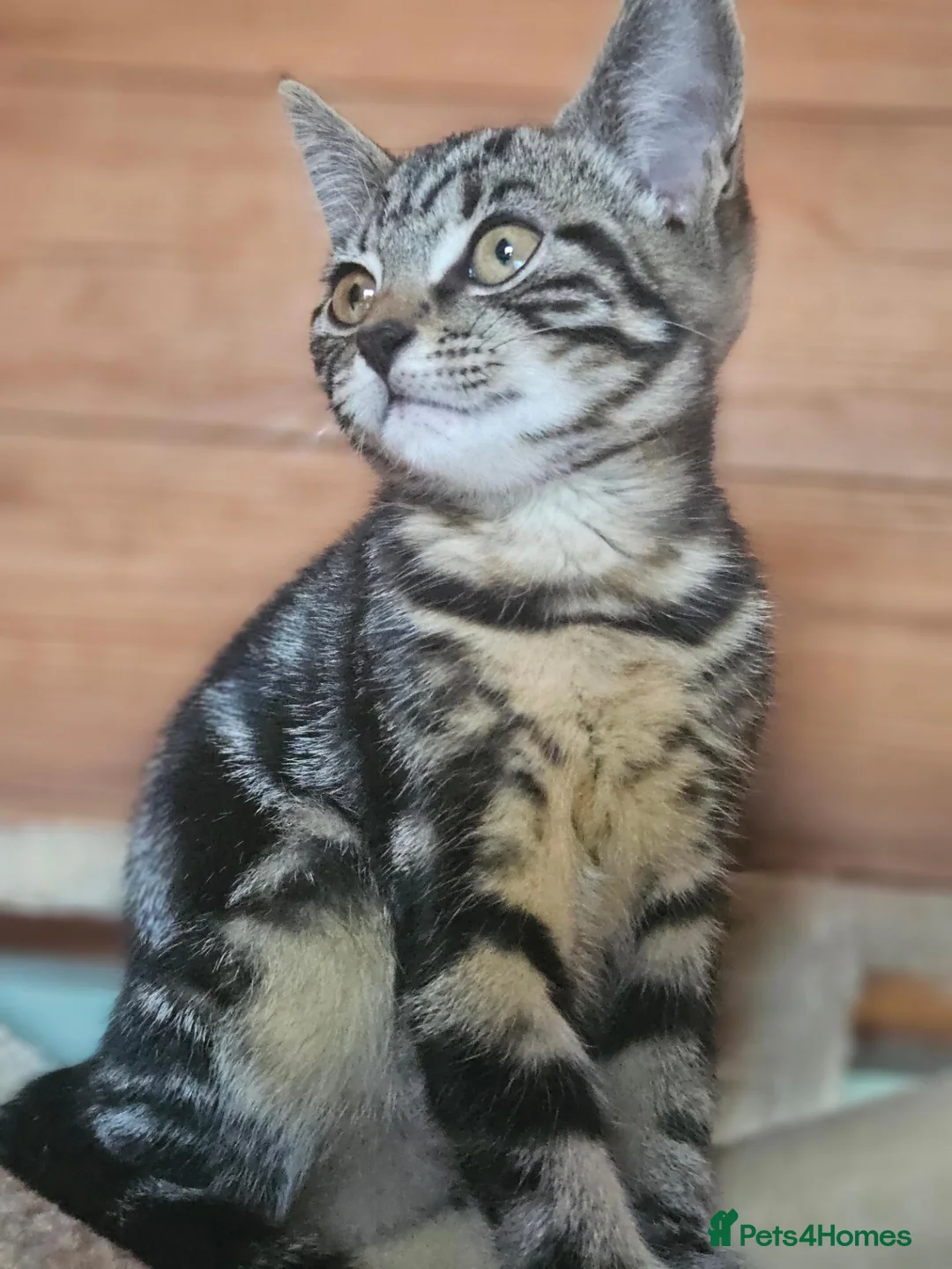 Bengal cats for sale: Half Bengal cross  Kittens - Advert 1