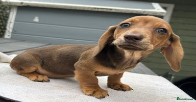 Dachshund dogs - Advert 5