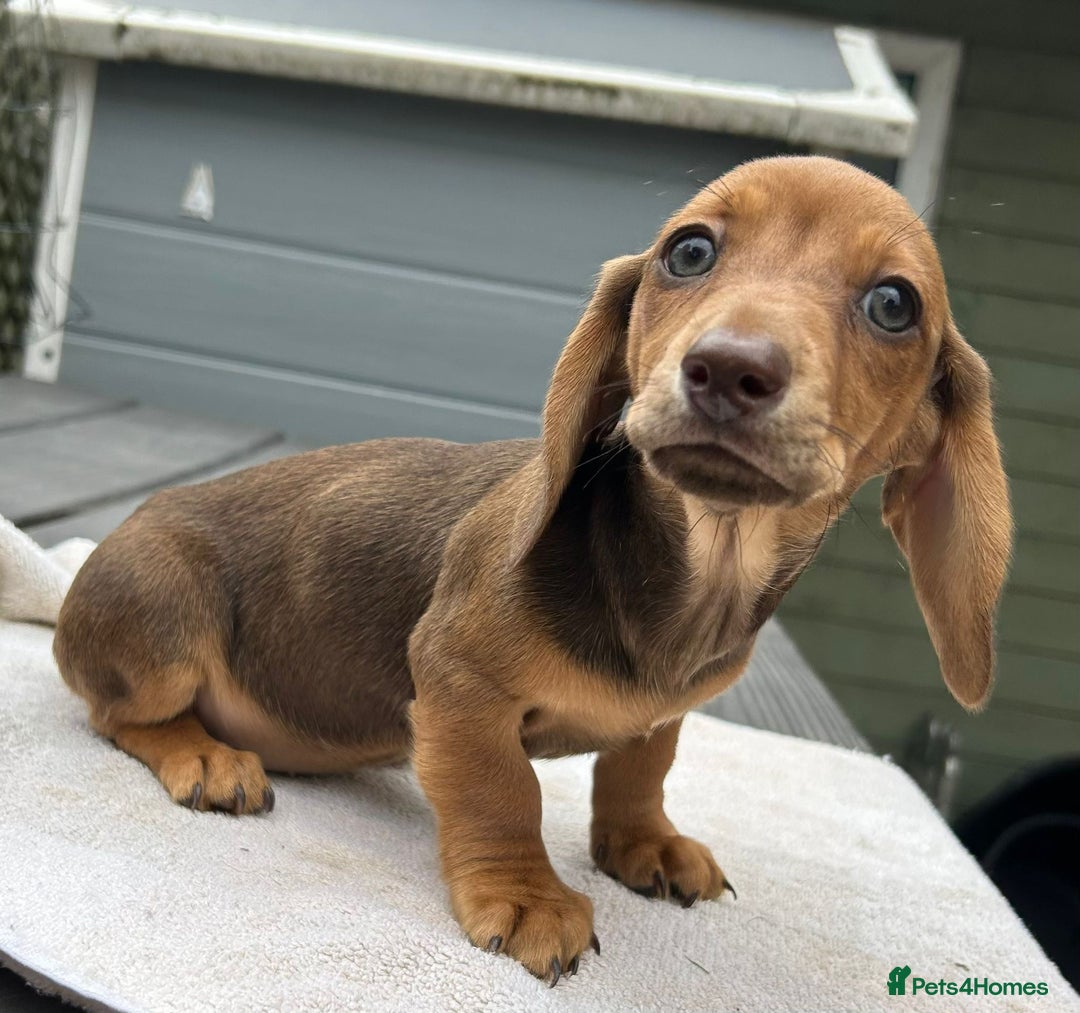 Dachshund dogs for sale: Mini dachshund  - Image 3