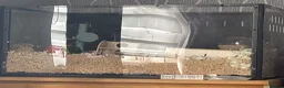 Hamster rodents for sale: Female Russian dwarf hamster for sale  - Advert 2