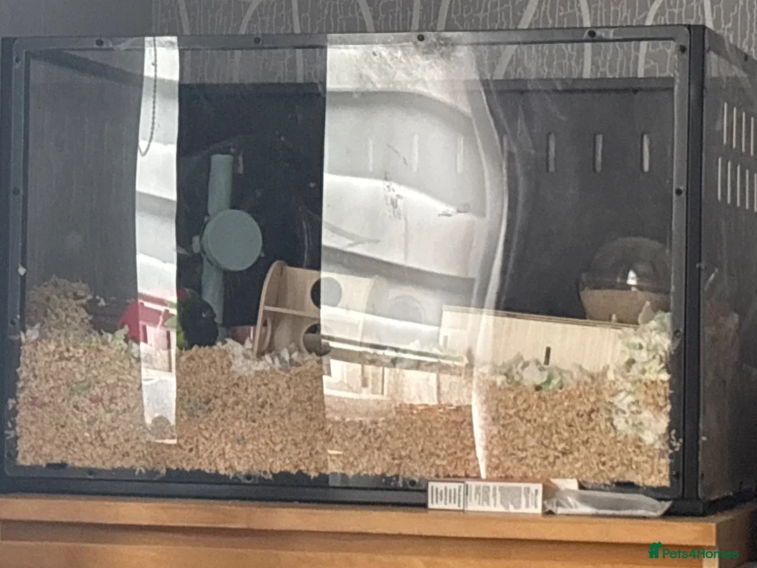 Hamster rodents for sale: Female Russian dwarf hamster for sale  - Advert 2