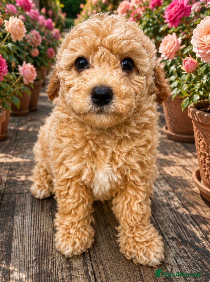 Cavapoo dogs Cavapoo Ready this week  - Advert 2