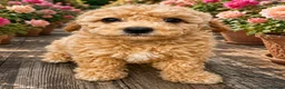 Cavapoo dogs for sale: Cavapoo Ready this week  - Advert 2
