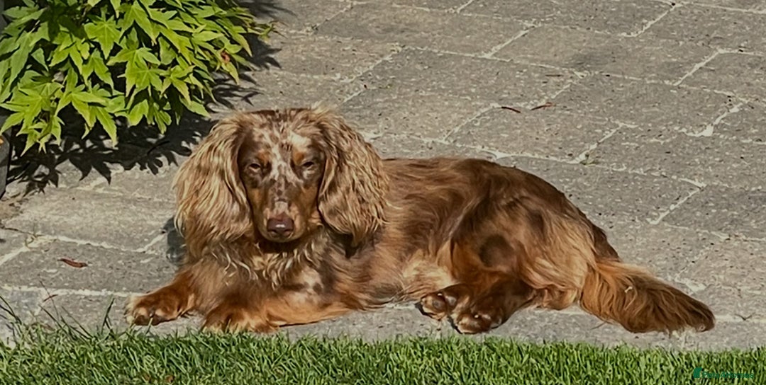 Miniature Dachshund dogs for stud: Miniature Long Haired Chocolate & Tan Dapple STUD - Image 2