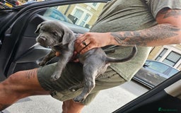 American Bulldog dogs for sale: Skye  - Image 6
