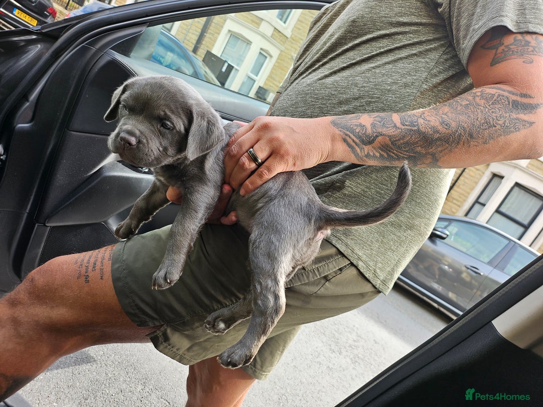American Bulldog dogs for sale: Skye  - Image 6