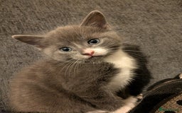 Mixed Breed cats for sale: Half russian blue - Image 7