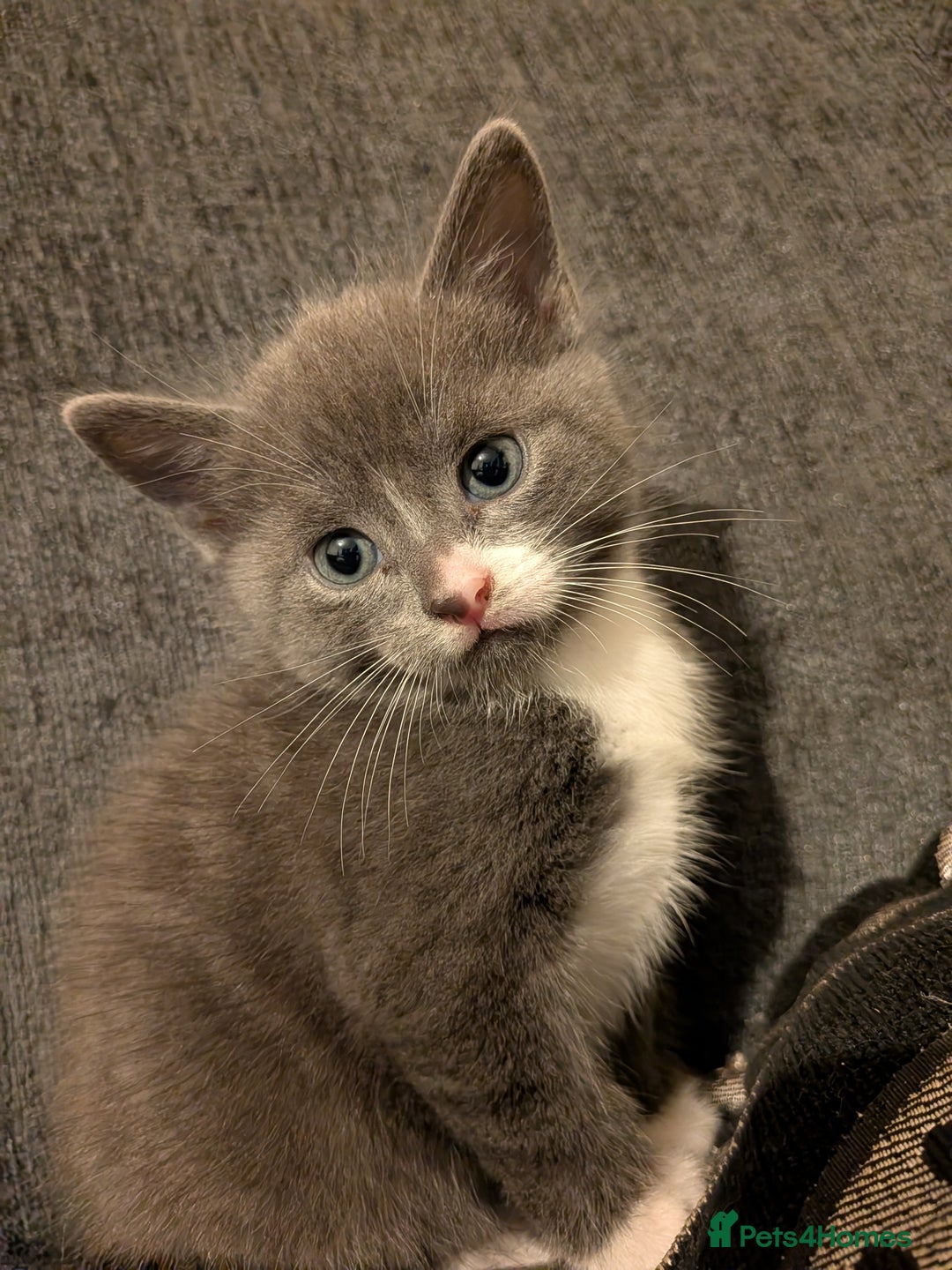Mixed Breed cats for sale: Half russian blue - Image 7