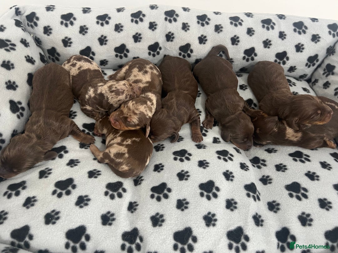 Dachshund dogs for sale: Chocolate try/dapple - Image 7