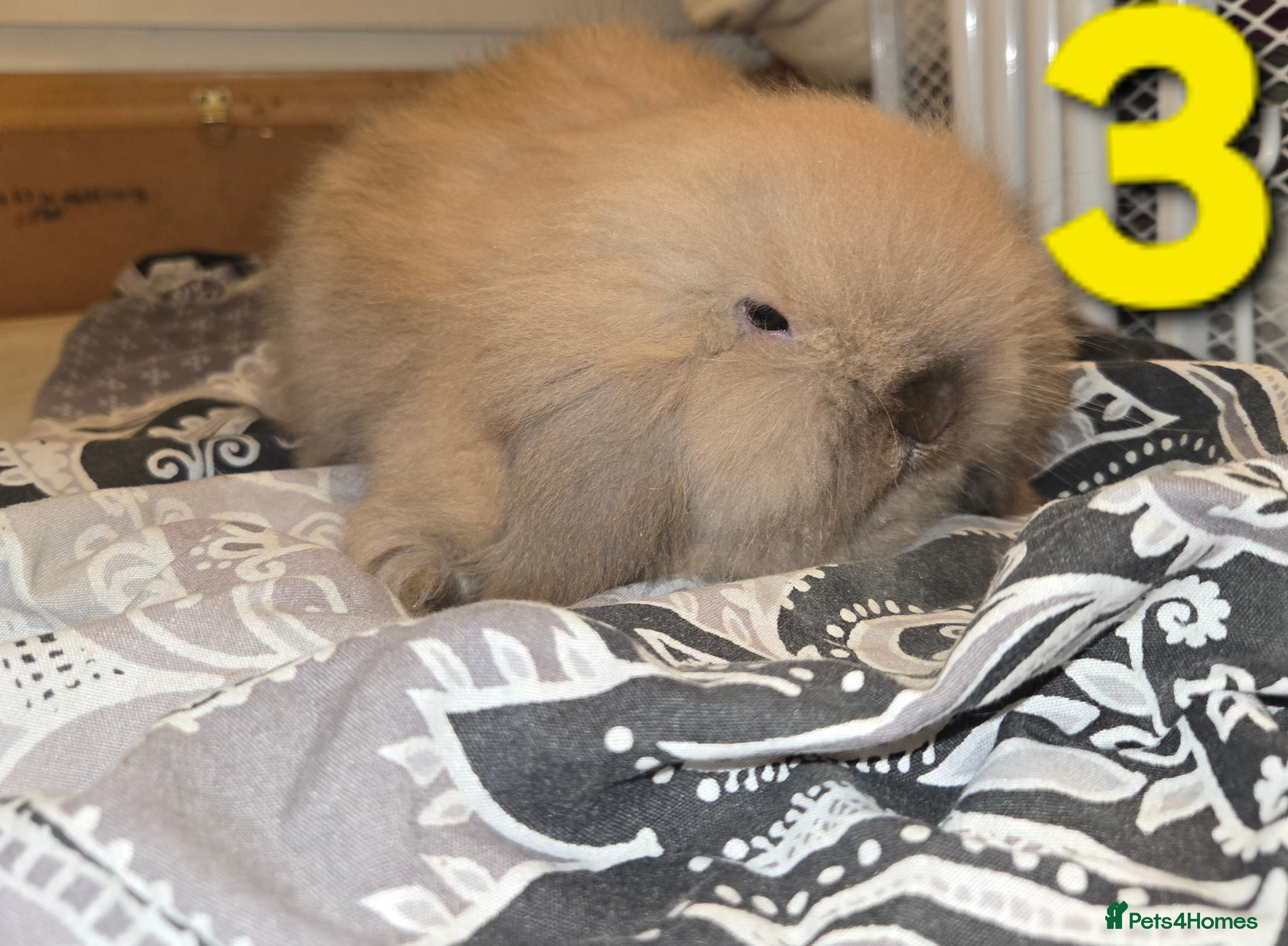 Mini Lion Lop rabbits Adorable mini lion lop babies mixed - Advert 4