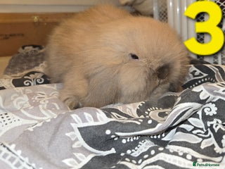 Mini Lion Lop rabbits Adorable mini lion lop babies mixed - Advert 4