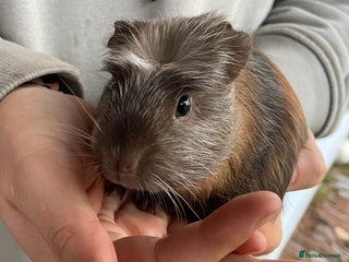 Guinea Pig rodents for sale: Female guinea pig babies for sale - Advert 1