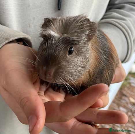 Guinea Pig rodents Female guinea pig babies for sale - Advert 15