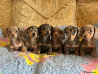 Miniature Dachshund dogs Miniature dashaund puppy’s 9 weeks old - Advert 10