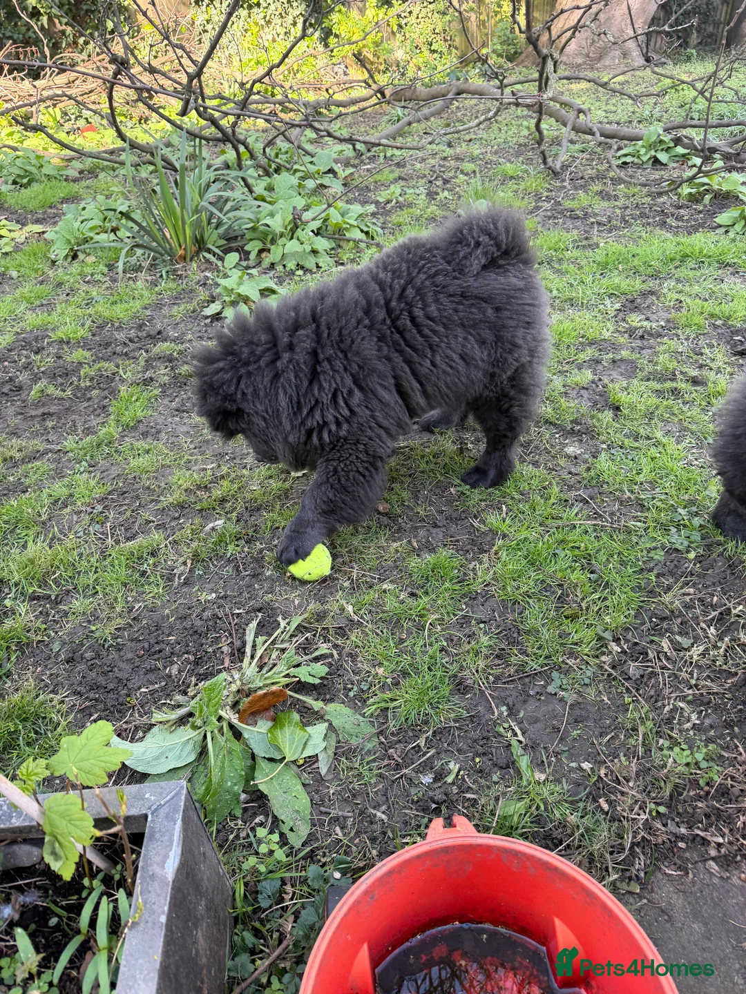 Chow Chow dogs for sale: Lilac/blue chow chow  - Advert 2