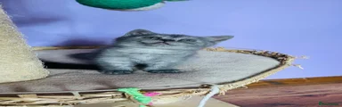Scottish Fold 1