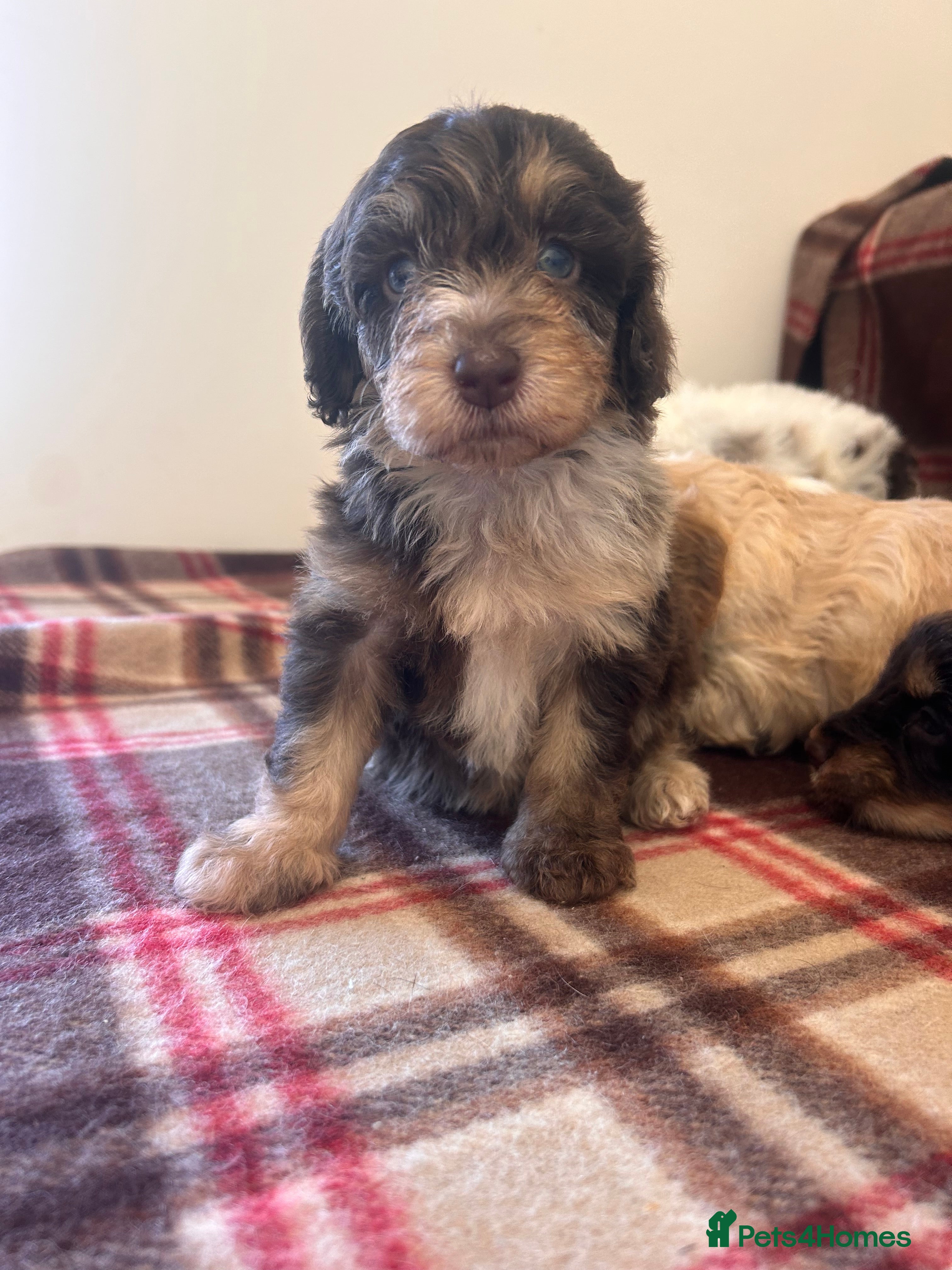 Cockapoo dogs ⭐️🎉stunning tiny⭐️toy cockapoo 🎉 - Advert 13