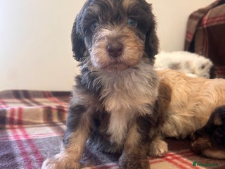 Cockapoo dogs ⭐️🎉stunning tiny⭐️toy cockapoo 🎉 - Advert 18