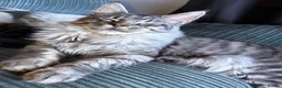 Maine Coon cats for sale: Male Mainecoon - Advert 2