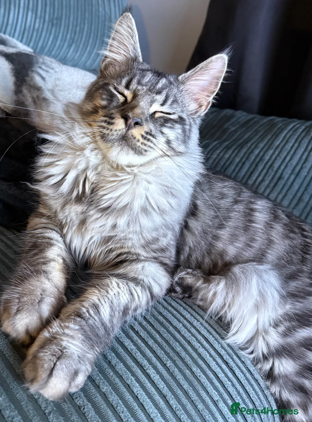 Maine Coon cats for sale: Male Mainecoon - Advert 2