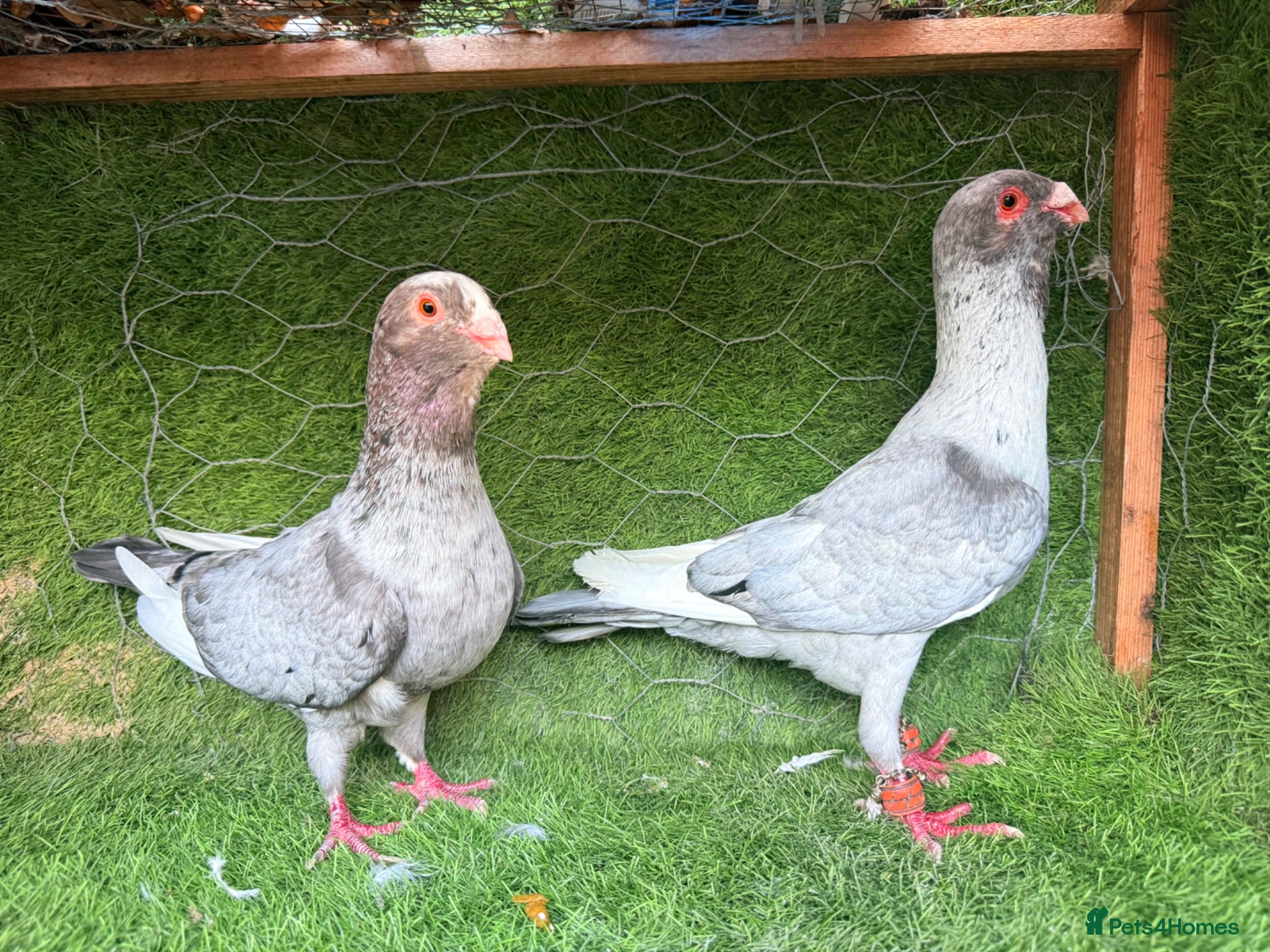 Pigeons birds Premium Breeding Pigeons Top Quality Pairs Availab - Advert 1
