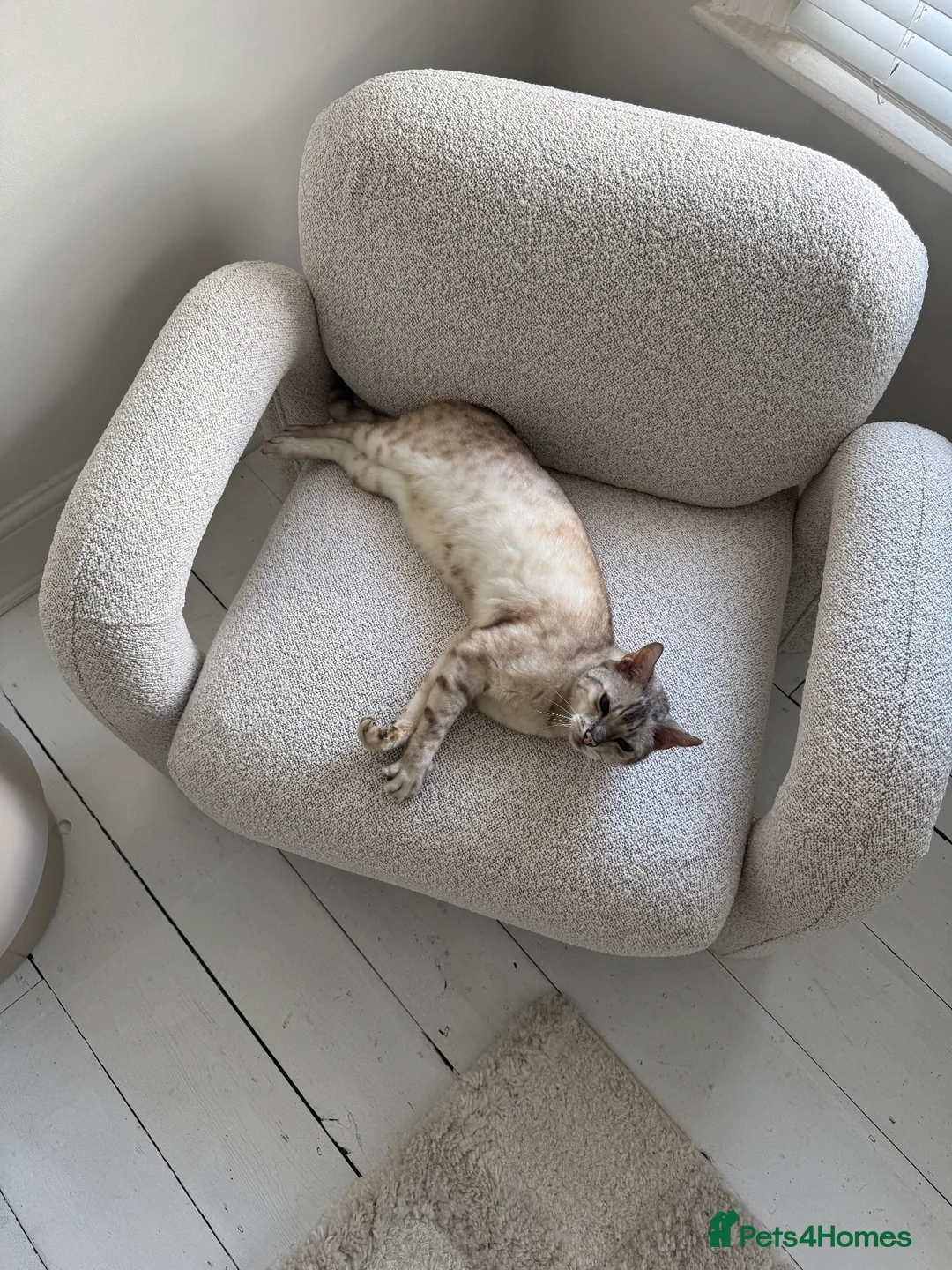 Bengal cats for sale: Snow bengal in need of new home in Sale - Advert 2
