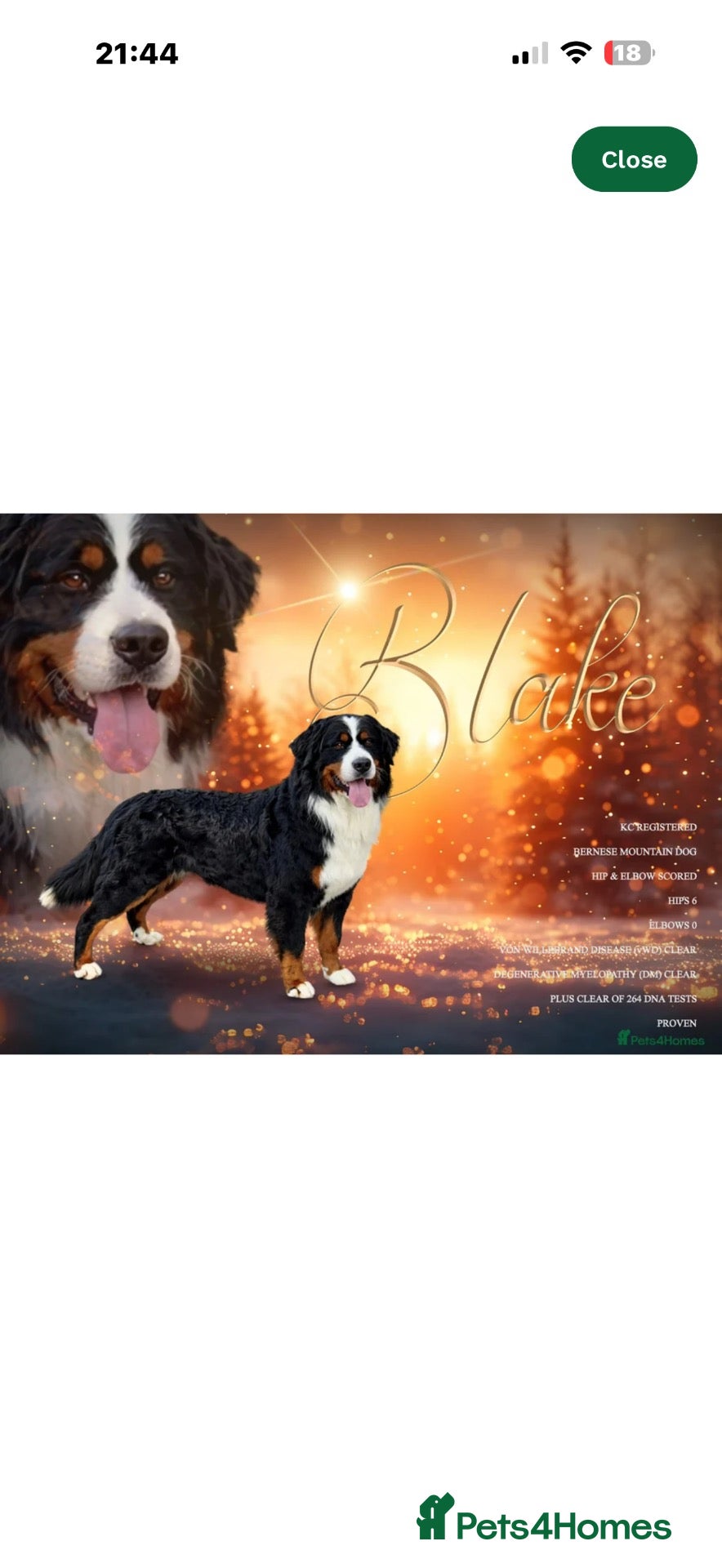 Bernese Mountain Dog dogs The Most beautiful babies Bernese. - Advert 2