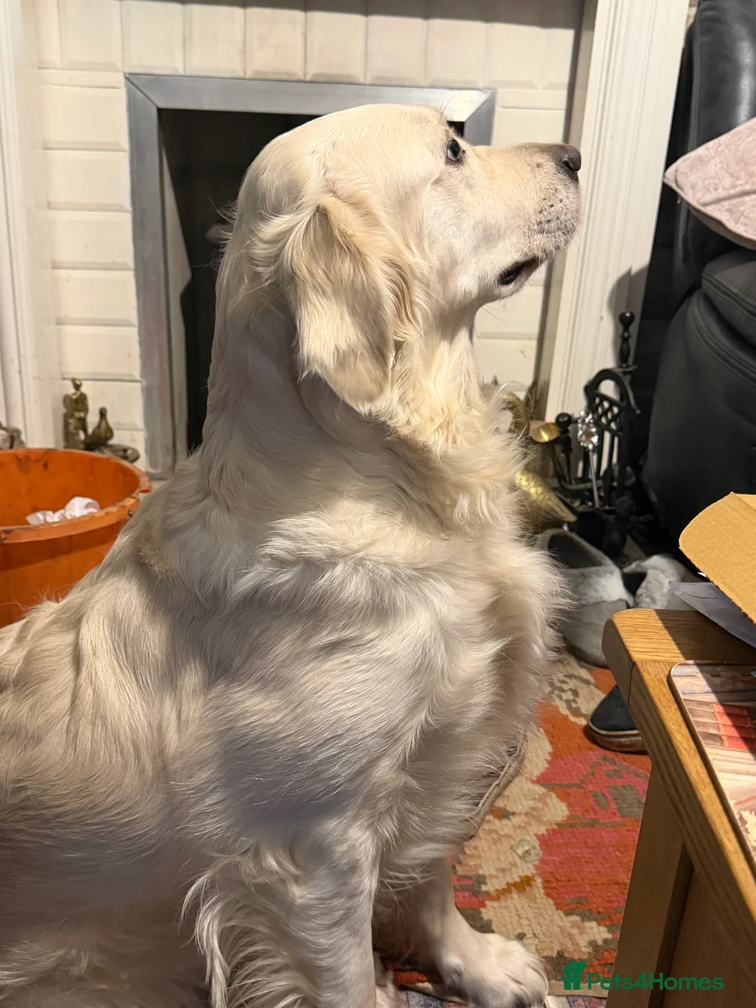 Golden Retriever dogs for sale: Beautiful friendly golden retriever  - Advert 1