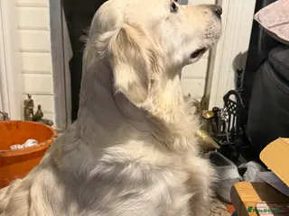 Golden Retriever dogs Beautiful friendly golden retriever - Advert 16