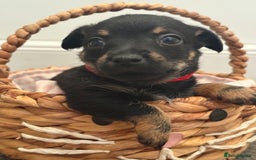 Mixed Breed dogs for sale: Yorkshire terrier x jack Russel  - Image 12
