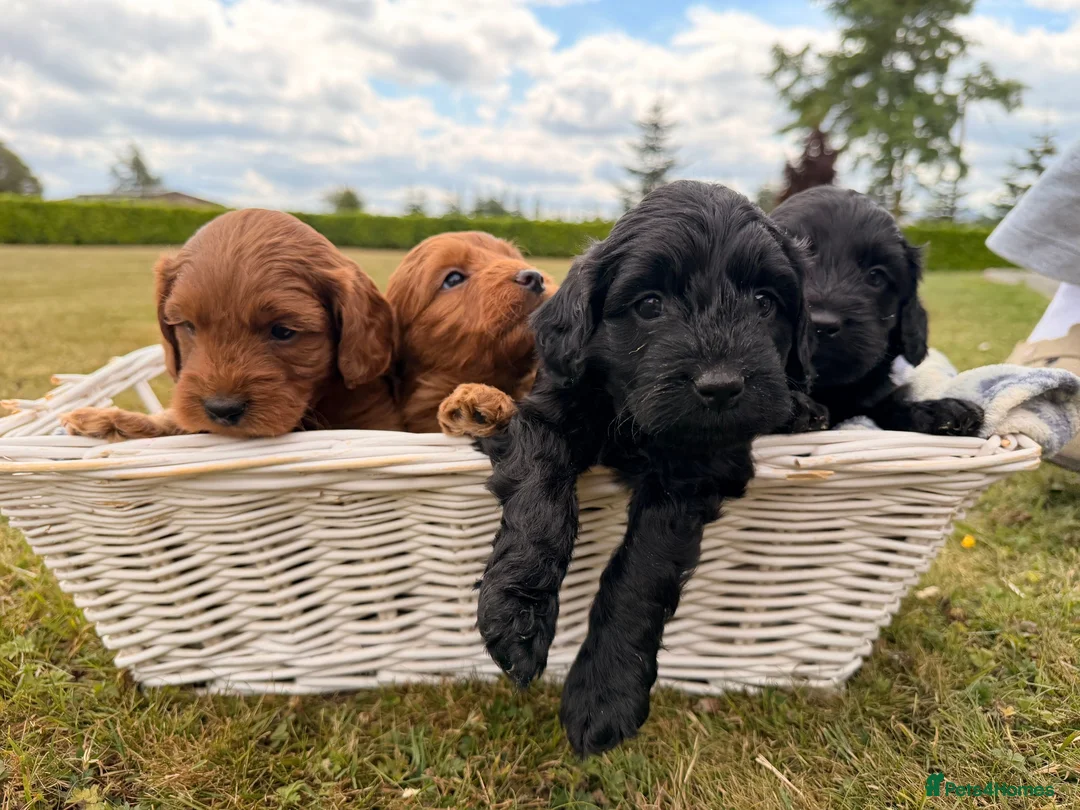 Cockapoo dogs for sale: Stunning F1 Cockapoo pups for sale  - Advert 1