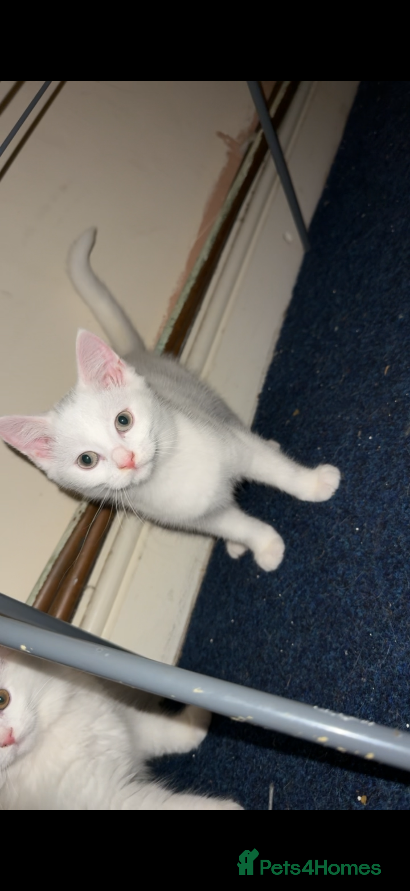 British Shorthair cats Mixed British Shorthair - Advert 5