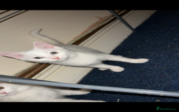 British Shorthair cats for sale: Mixed British Shorthair - Image 1