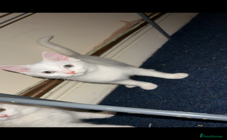 British Shorthair cats - Advert 1