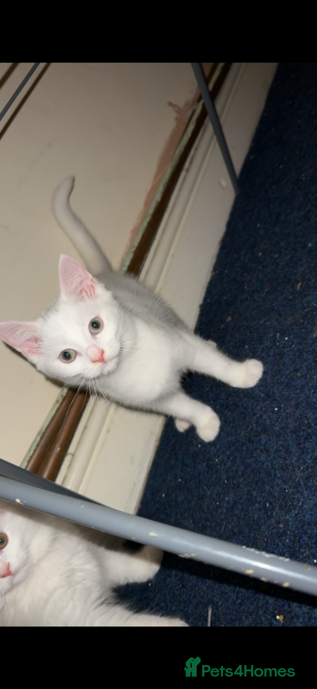 British Shorthair cats for sale: Mixed British Shorthair - Image 1