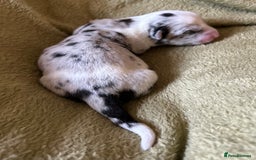 Welsh Corgi Cardigan dogs for sale: Show Quality KC Pedigree Corgi Cardigan Puppies  - Image 33