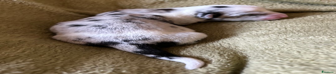 Blue merle girl 1